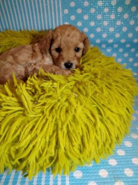 トイプードル(タイニー)【徳島県・男の子・2021年12月4日・アプリコット】の写真「お顔の可愛い男の子(◔‿◔)」