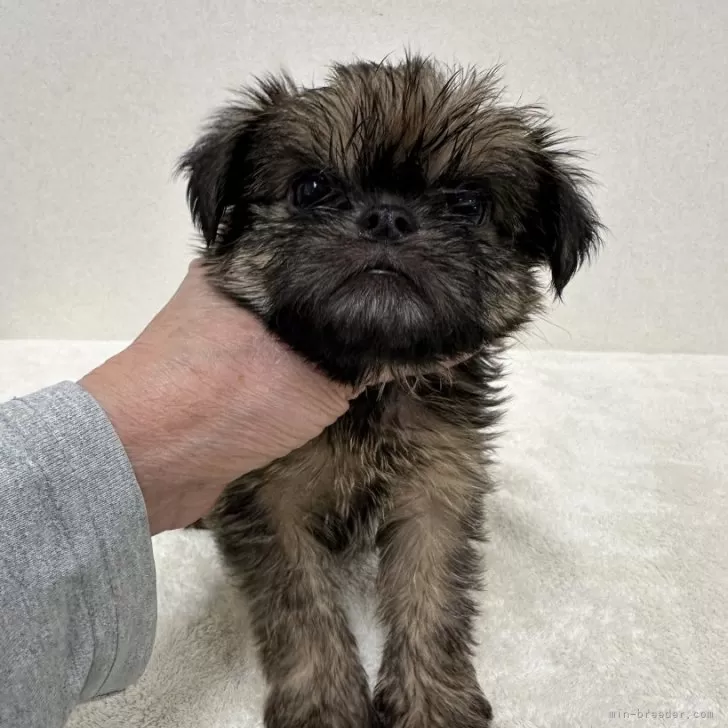 ID：2502-03949の子犬