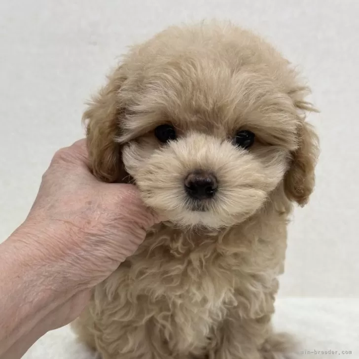 ID:2410-01278の子犬
