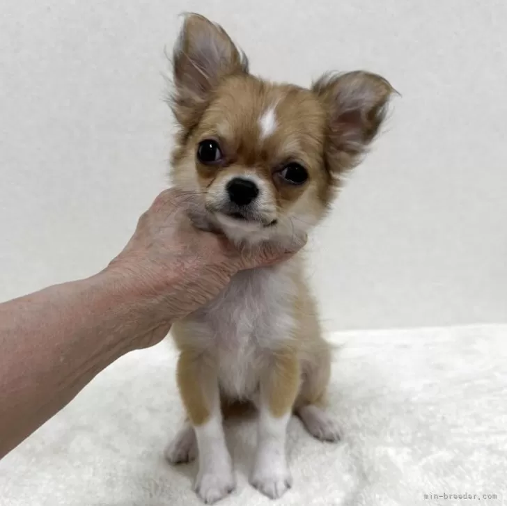 ID:2505-04180の子犬