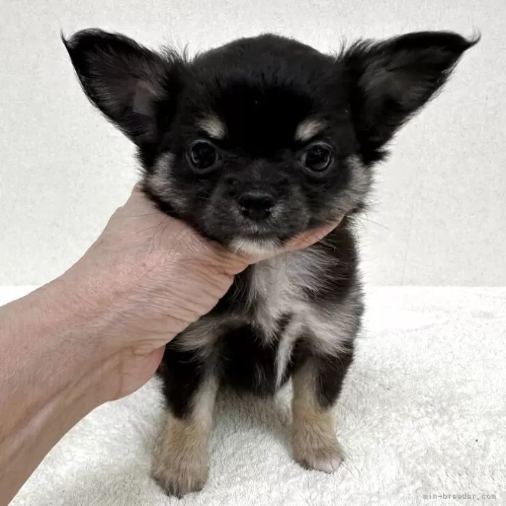 ID:2507-05745の子犬