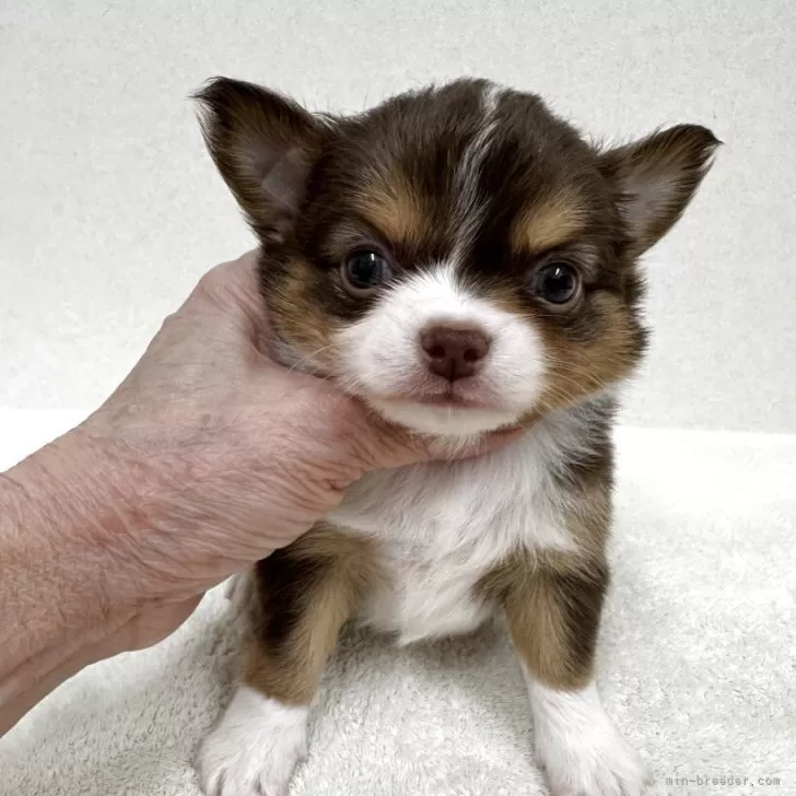 CHIE 様のお迎えした子犬