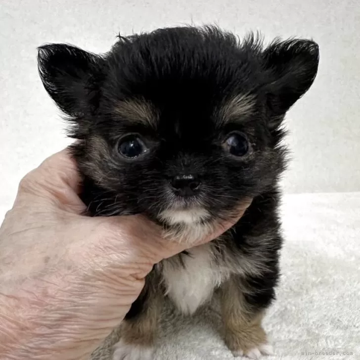 チワワ(ロング)【東京都・男の子・2025年10月5日・ブラック、タン&amp;ホワイト】の写真1