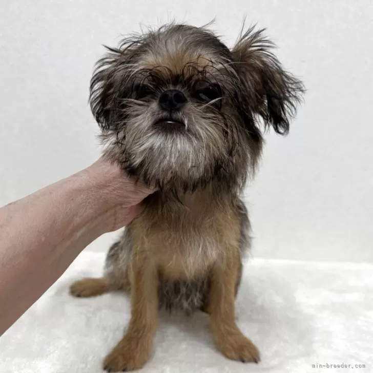 ブリュッセルグリフォン【東京都・男の子・2025年8月2日・レッド】の写真1