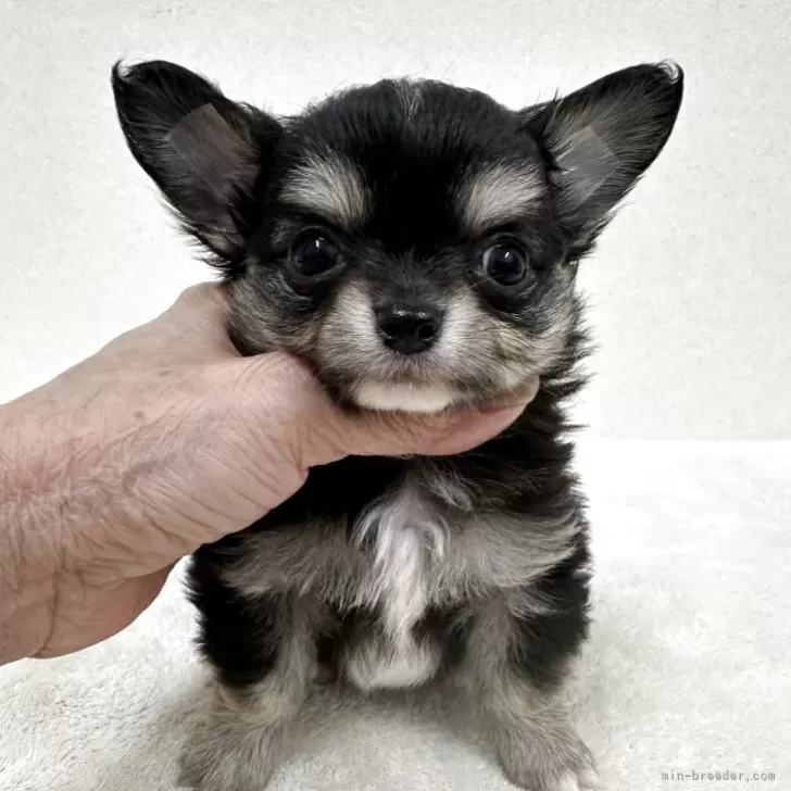 チワワ(ロング)【東京都・男の子・2025年10月12日・ブラック、タン