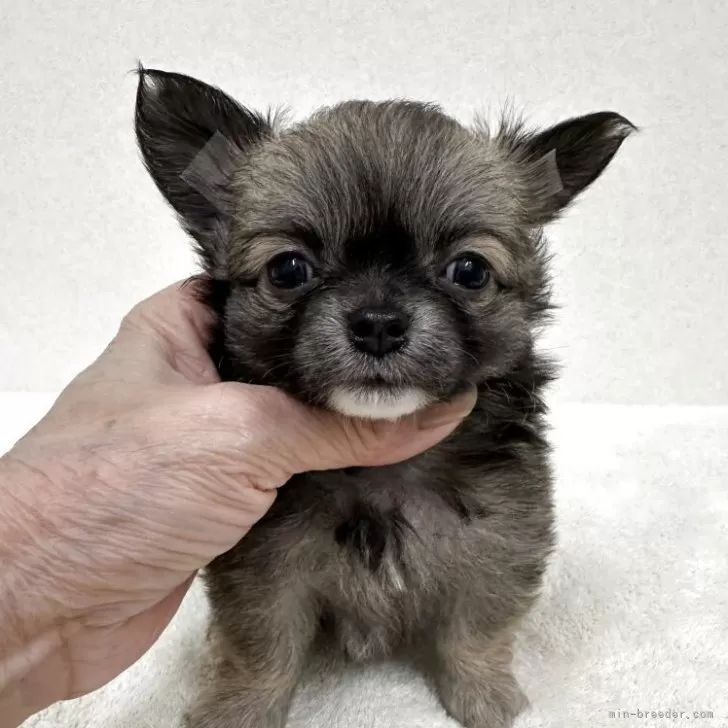 チワワ(ロング)【東京都・女の子・2025年10月12日・フォーン&amp;ホワイト】の写真1