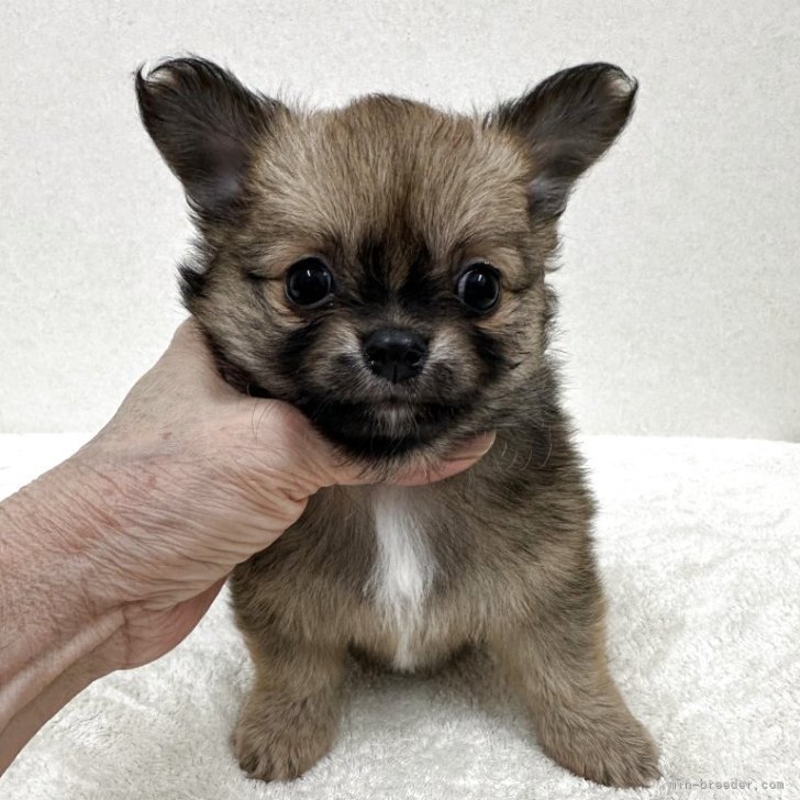 ブリーダー画像