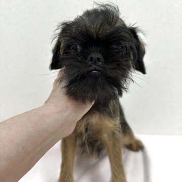 ブリュッセルグリフォン【東京都・男の子・2025年6月13日・レッド】の写真「希少犬グリフォンの陽気な男の子」