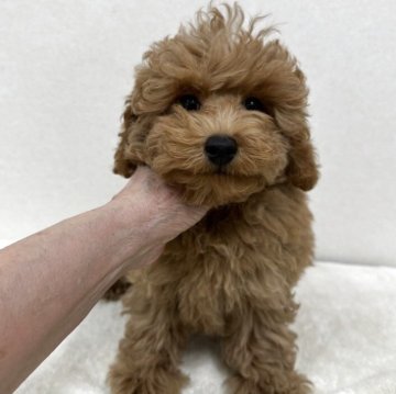 トイプードル(タイニー)【東京都・男の子・2025年9月4日・アプリコット】の写真「おメメクリクリイケメン君」