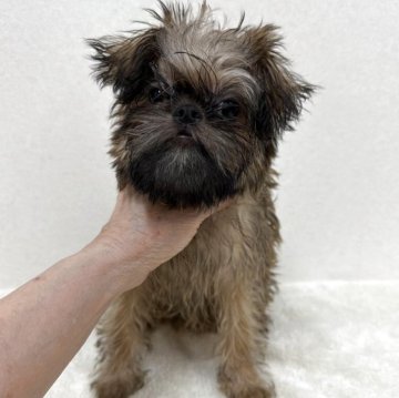 ブリュッセルグリフォン【東京都・女の子・2025年8月2日・レッド】の写真「希少犬グリフォンの美人さん」