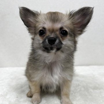 チワワ(ロング)【東京都・女の子・2025年9月16日・フォーン】の写真「優良血統の美人さん」