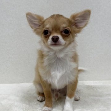 チワワ(ロング)【東京都・男の子・2025年6月7日・チョコフォーン】の写真「優良血統の美男子君」