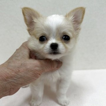 チワワ(ロング)【東京都・男の子・2025年7月8日・クリーム&ホワイト】の写真「父親優良血統のマズルの短い小ぶりな美男子君」
