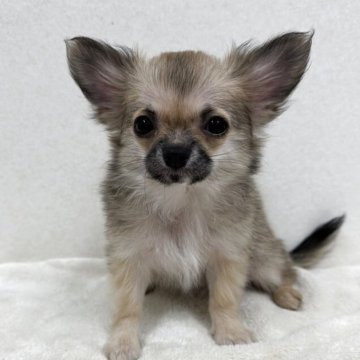 チワワ(ロング)【東京都・女の子・2025年9月16日・フォーン】の写真「優良血統の美人さん」