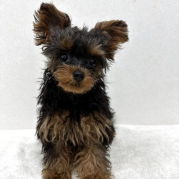 【東京都・女の子・2025年6月8日・スティールブルー&タン】の写真「ティーカップヨープーサイズの美人さん」