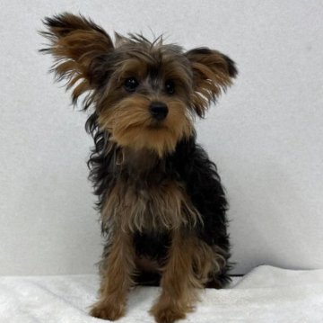 ヨープー(トイプードル×ヨークシャーテリア)【東京都・男の子・2025年6月8日・スティールブルー&タン】の写真「MIX犬ヨープーの美男子君」