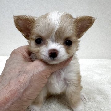 チワワ(ロング)【東京都・女の子・2025年10月5日・クリーム&ホワイト】の写真「優良血統の小ぶりな美人さん」