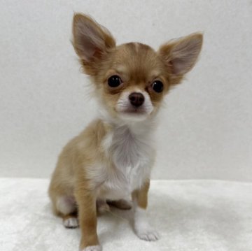 チワワ(ロング)【東京都・男の子・2025年6月7日・チョコフォーン】の写真「優良血統の美男子君」
