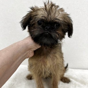 ブリュッセルグリフォン【東京都・男の子・2025年9月16日・レッド】の写真「希少犬グリフォンの美男子君」