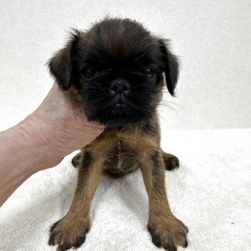 ブリュッセルグリフォン【東京都・男の子・2025年6月13日・レッド】の写真「希少犬グリフォンの美男子君」