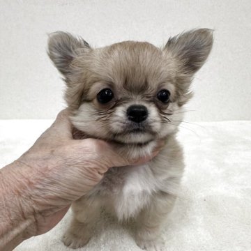 チワワ(ロング)【東京都・女の子・2025年10月5日・フォーン&ホワイト】の写真「優良血統の小ぶりな美人さん」