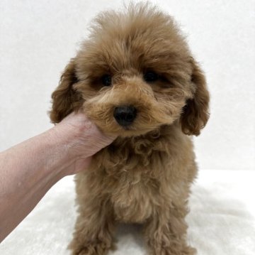 タイニープードル【東京都・男の子・2025年9月4日・アプリコット】の写真「おメメクリクリイケメン君」