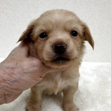 チワックス(チワワ×ダックスフンド)【東京都・男の子・2025年10月25日・クリーム】の写真「父親チワワカケル母親カニンヘンダックスの美男子君」