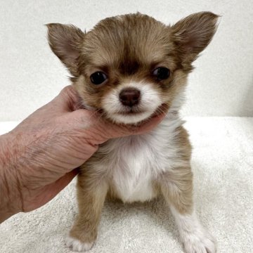 チョコ＆フォーンのチワワ(ロング)の子犬を探す｜ブリーダー直販