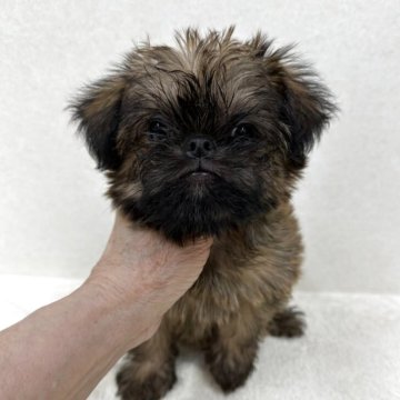 ブリュッセルグリフォン【東京都・女の子・2025年8月2日・レッド】の写真「希少犬グリフォンの美人さん」