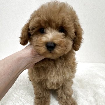 トイプードル(タイニー)【東京都・男の子・2025年9月4日・アプリコット】の写真「おメメクリクリイケメン君」
