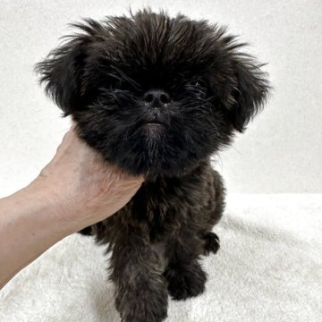 ブリュッセルグリフォン【東京都・女の子・2025年8月2日・レッド】の写真「希少犬グリフォンの美人さん」