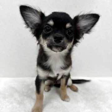 チワワ(ロング)【東京都・男の子・2025年6月9日・ブラック、タン&ホワイト】の写真「優良血統の小ぶりな美男子君」