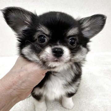 チワワ(ロング)【東京都・男の子・2025年9月5日・ブラック、タン&ホワイト】の写真「優良血統の超美男子君」