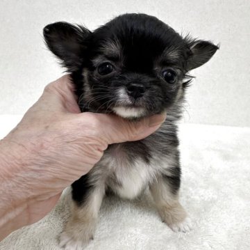 チワワ(ロング)【東京都・女の子・2025年10月5日・ブラック、タン&ホワイト】の写真「優良血統の小ぶりな美人さん」