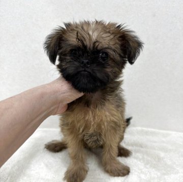 ブリュッセルグリフォン【東京都・男の子・2025年9月16日・レッド】の写真「希少犬グリフォンの美男子君」