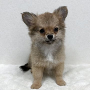 チワワ(ロング)【東京都・女の子・2025年9月16日・フォーン】の写真「優良血統の美人さん」