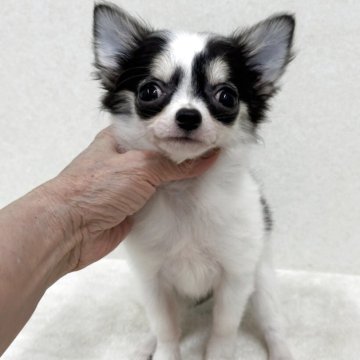 チワワ(ロング)【東京都・女の子・2025年6月24日・ブラック、タン&ホワイト】の写真「優良血統の美人さん」