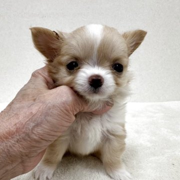 チワワ(ロング)【東京都・女の子・2025年10月5日・クリーム&ホワイト】の写真「優良血統の小ぶりな美人さん」