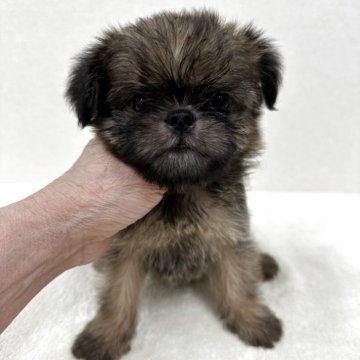 ブリュッセルグリフォン【東京都・男の子・2025年8月2日・レッド】の写真「希少犬グリフォンのイケメン君」
