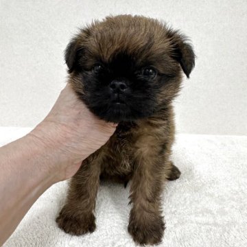 ブリュッセルグリフォン【東京都・男の子・2025年3月23日・レッド】の写真「希少犬グリフォンの美男子君」