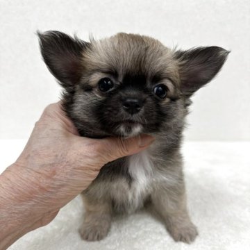 チワワ(ロング)【東京都・女の子・2025年9月16日・フォーン】の写真「優良血統の美人さん」