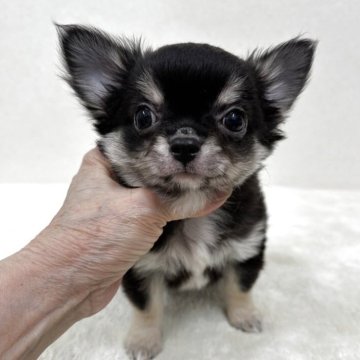 チワワ(ロング)【東京都・男の子・2025年9月5日・ブラック、タン&ホワイト】の写真「優良血統の超美男子君」