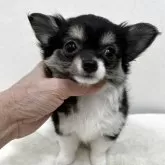 チワワ(ロング)