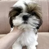 シーズー