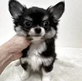 チワワ(ロング)