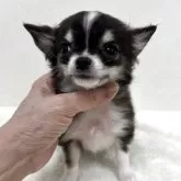 チワワ(ロング)