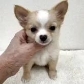 チワワ(ロング)