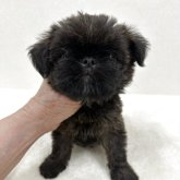ブリュッセルグリフォン