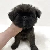 ブリュッセルグリフォン