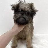 ブリュッセルグリフォン